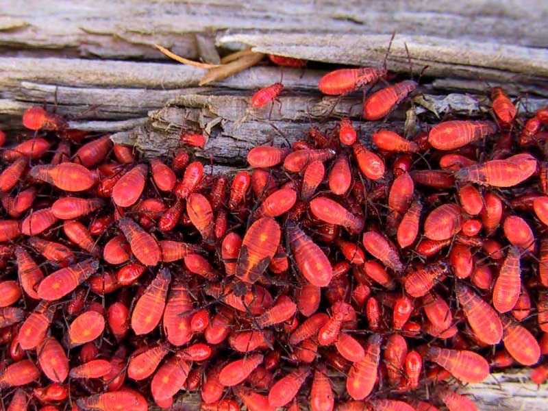 Blazing Ball of Baby Box Elder Bugs