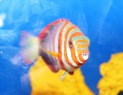 Tropical Clown Fish
