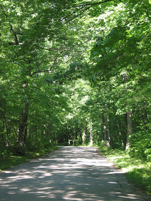 Green in the Park