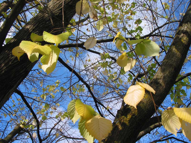 golden elm
