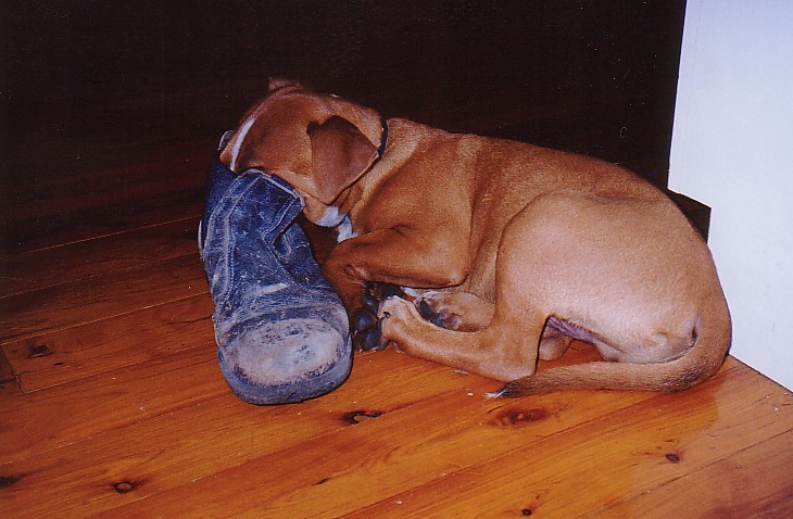 Wheres me tucker?*