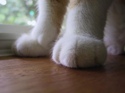 Paws of a giant