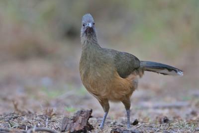 IMG_3382-web.jpg Plain chachalaca