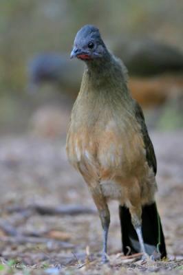 IMG_3392-web.jpg Plain chachalaca