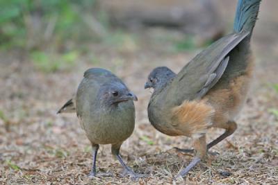 IMG_3439-web.jpg Plain chachalaca