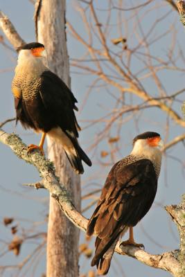 Crested Caracara 