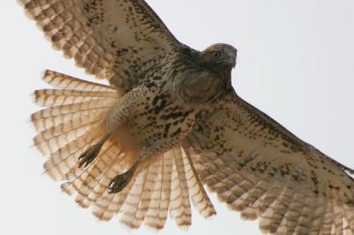 Red-tailed Hawk