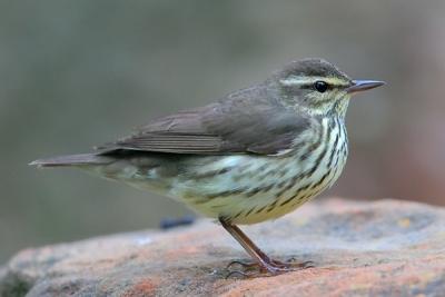 Northern Waterthrush