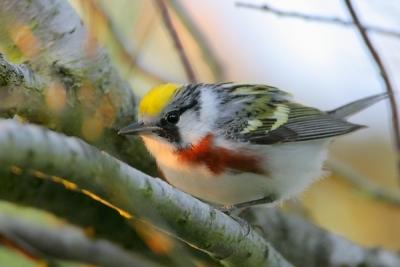 Chestnut-sided Warbler