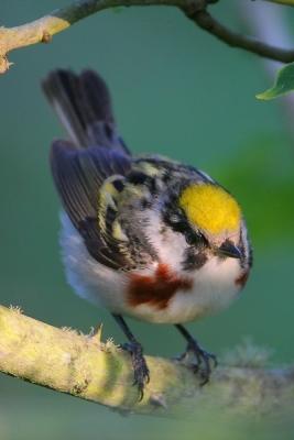 Chestnut-sided Warbler