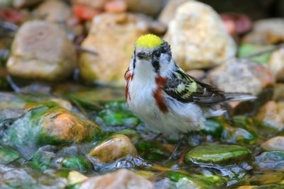 Chestnut-sided Warbler