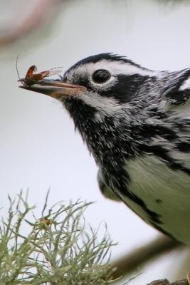 Black and White Warbler