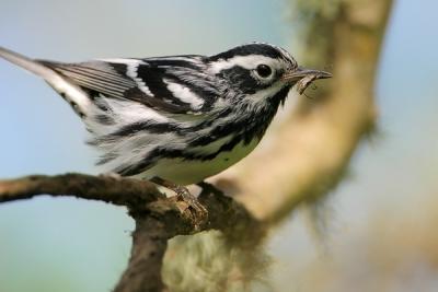 Black and White Warbler