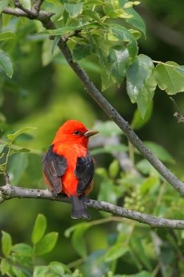 Scarlet Tanager