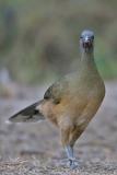 Plain chachalaca