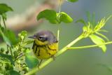 Magnolia Warbler