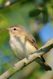 Warbling Vireo