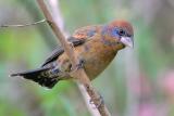 Blue Grosbeak