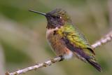 Ruby-throated Hummingbird
