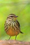 Northern Waterthrush