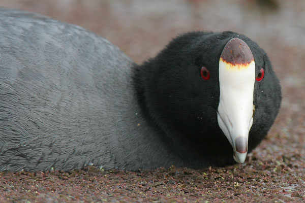 American Coot