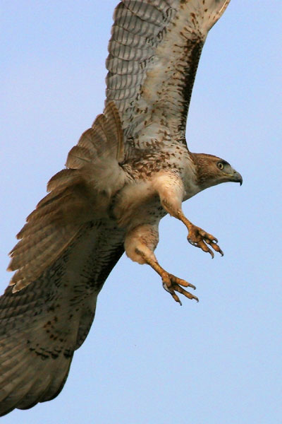 Red-tailed Hawk