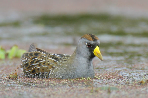 Sora