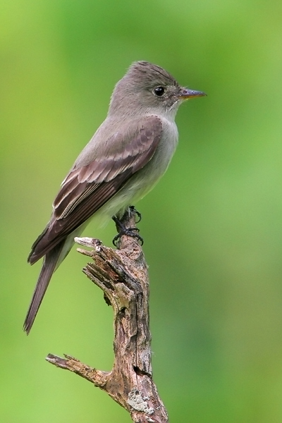 Eastern Wood-Pewee