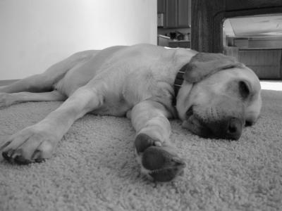 Nice to be a dog sometimes