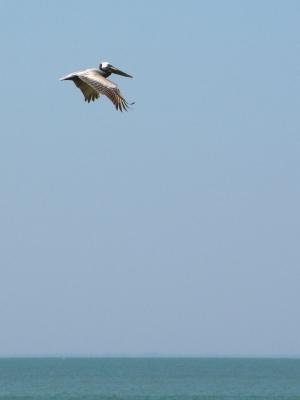 u11/dan_wolf/medium/2365296.ferry_05.jpg
