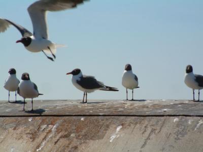 u11/dan_wolf/medium/2365301.ferry_10.jpg