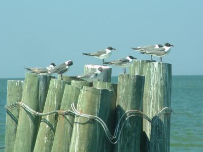 u11/dan_wolf/medium/2365302.ferry_11.jpg