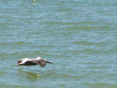 u11/dan_wolf/medium/2365304.ferry_13.jpg