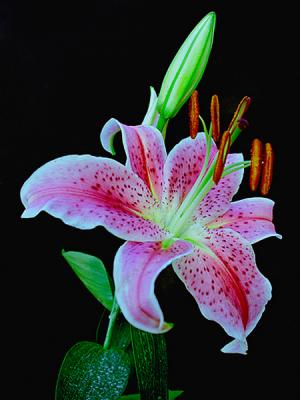 u11/dancole/medium/42768076.STARGAZERLILY.jpg