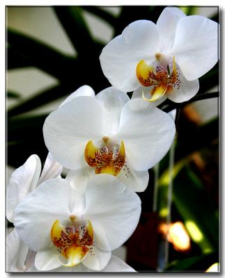 IMG_7887 copy.jpg