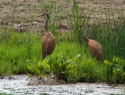 SANDHILL CRANES