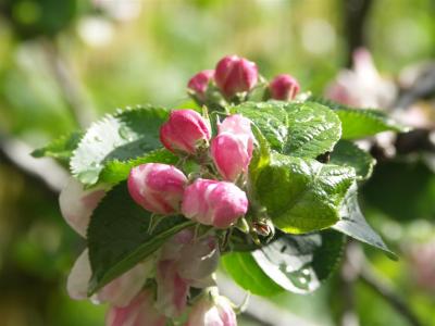 Apple blossom buds.JPG