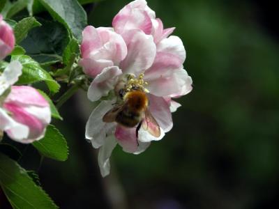 Bee.JPG