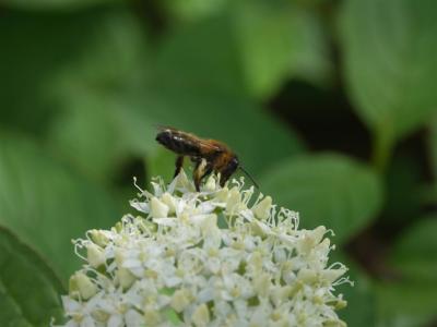 Bee 2.JPG