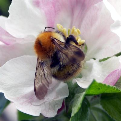 Bumblebee.JPG