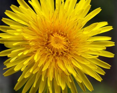 Dandelion.JPG
