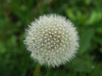 Dandelion clock.JPG