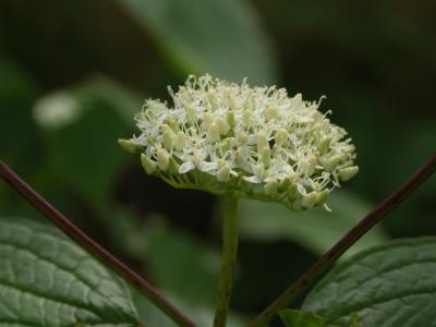 Dogwood.JPG