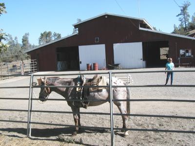 Horses are a big part of R-Ranch . . .