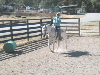 This horse is a beautiful Arabian named Beaugarde