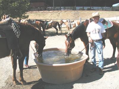 Some gossip around the water trough