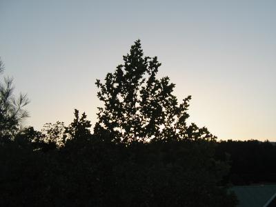 The sun is setting behind the trees