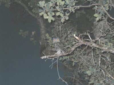 An owl, caught in the camera flash!