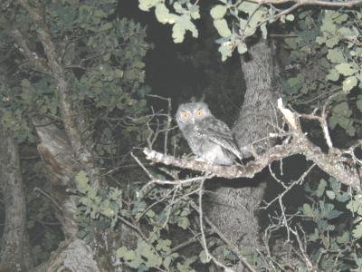 This was a second owl, in the next tree!