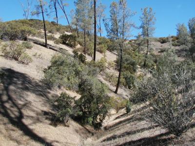 A view from the creek bed